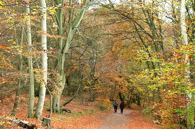 Wooded walk near Langley Village